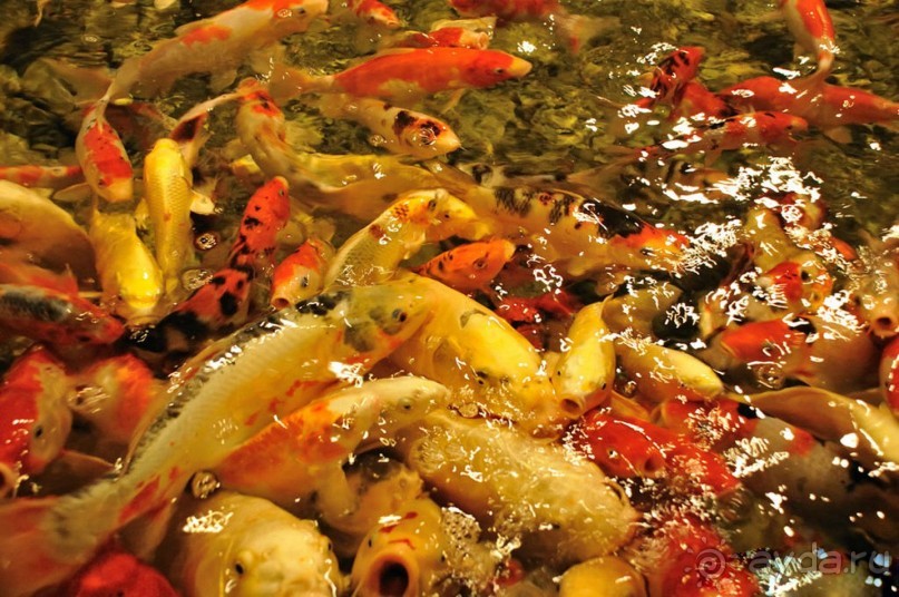 Бархатный ноябрь 2016. Сочи. Инструкция по применению. Часть 2.