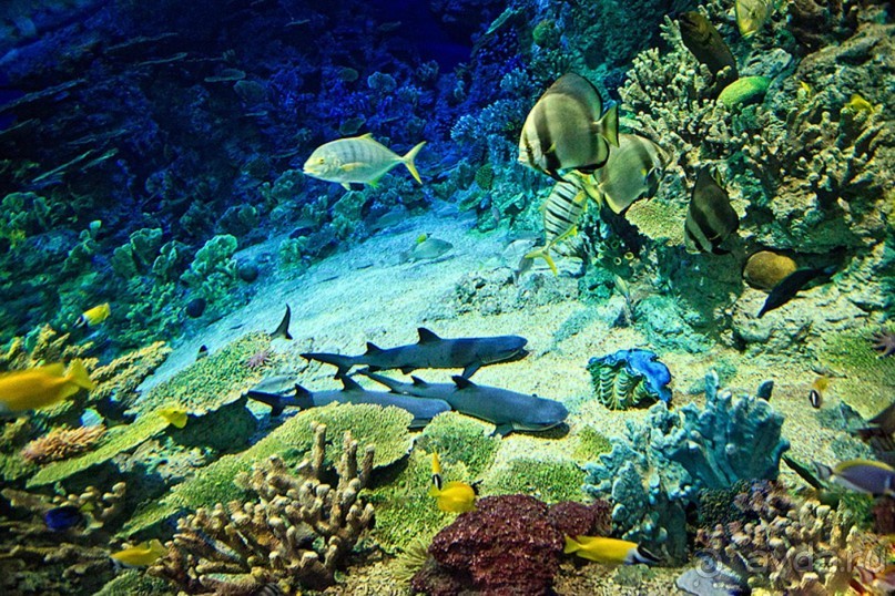 Бархатный ноябрь 2016. Сочи. Инструкция по применению. Часть 2.