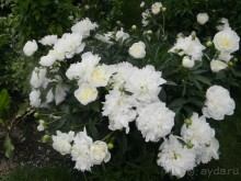 На автомобиле по Золотому Кольцу - Муром-Дивеево.