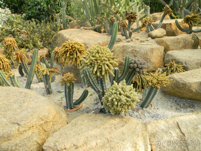 В Тропическом саду Нонг-Нуч.