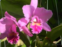 Орхидеи в тропическом саду Нонг-Нуч.