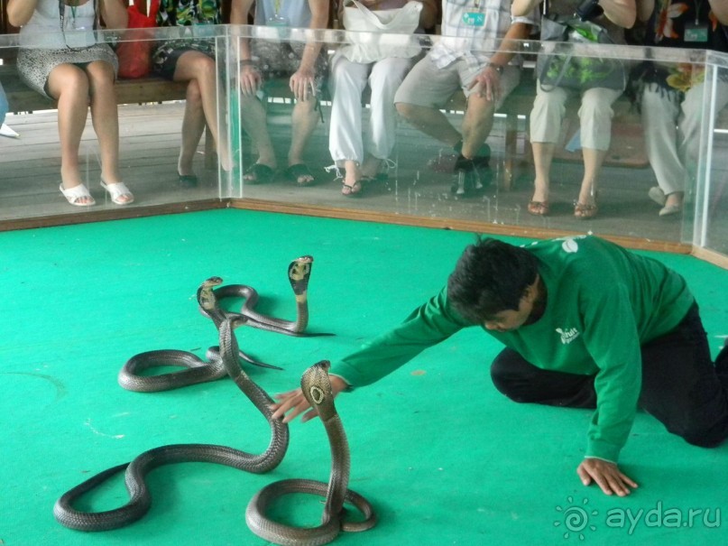Паттайя. Змеиная ферма.