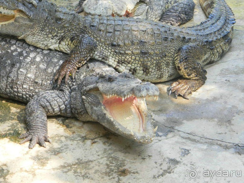 Крокодиловая ферма в саду камней.  Паттайя.