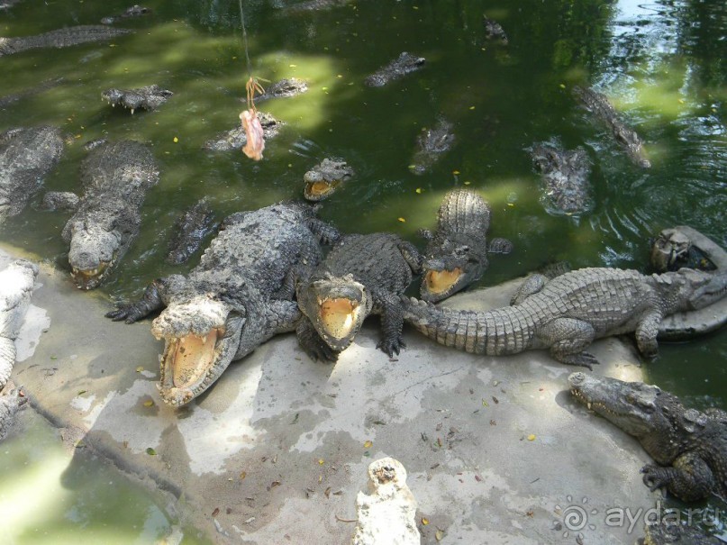 Паттайя. Сад камней. Крокодиловая ферма.