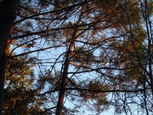 Альбом отзыва "Бархатный ноябрь 2016. Сочи. Инструкция по применению. Часть 3."