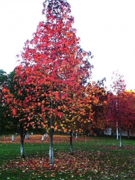 Бархатный ноябрь 2016. Сочи. Инструкция по применению. Часть 3.