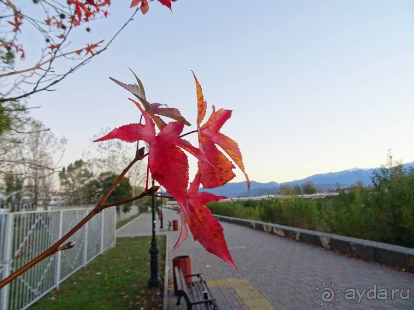 Бархатный ноябрь 2016. Сочи. Инструкция по применению. Часть 3.