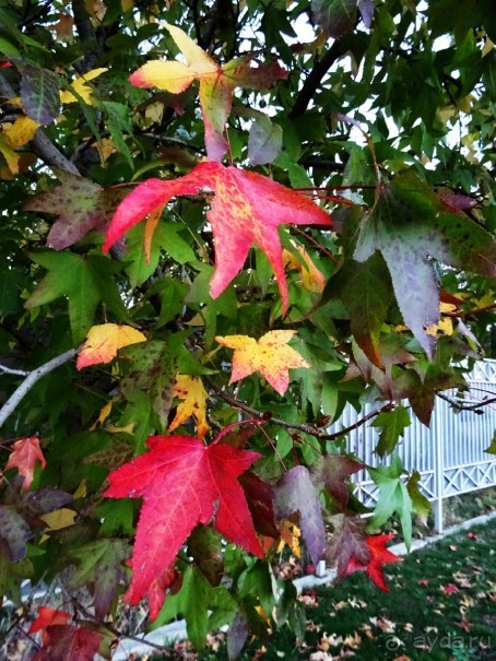 Бархатный ноябрь 2016. Сочи. Инструкция по применению. Часть 3.