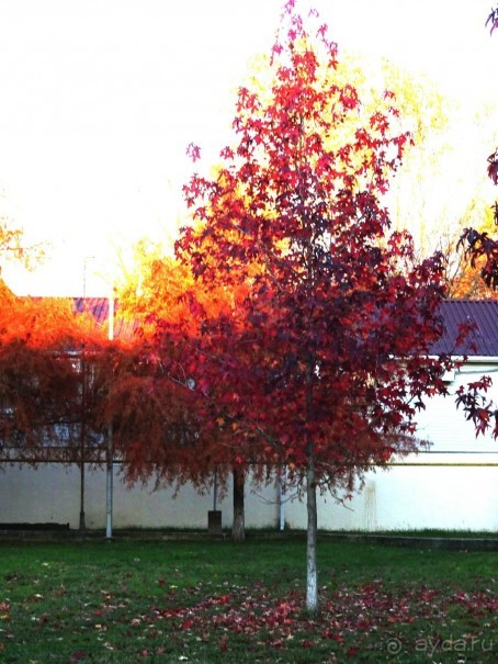 Бархатный ноябрь 2016. Сочи. Инструкция по применению. Часть 3.