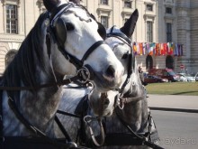 Галопом по Вене.  Сентябрь 2013.