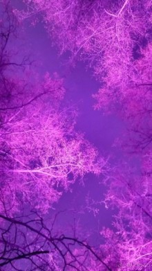 Прогулки по зимней Москве от католического Рождества до Крещения Господня.