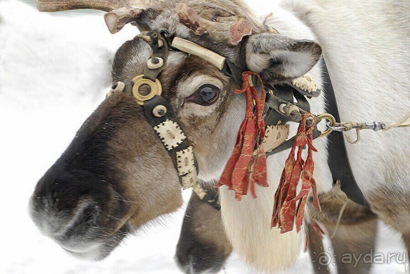 Прогулки по зимней Москве от католического Рождества до Крещения Господня.