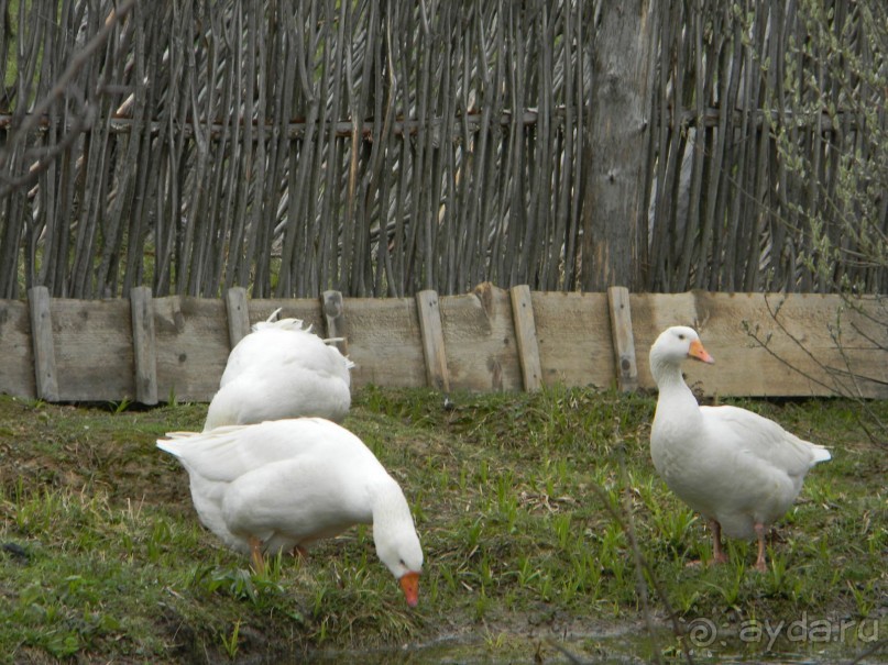 На автомобиле по Золотому Кольцу - Мартыново.