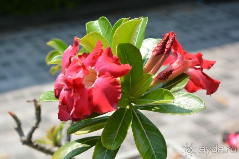 Тайланд навсегда....Часть 1. Паттайя