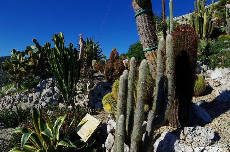 Жемчужина Лазурного берега - средневековая деревня Эз.