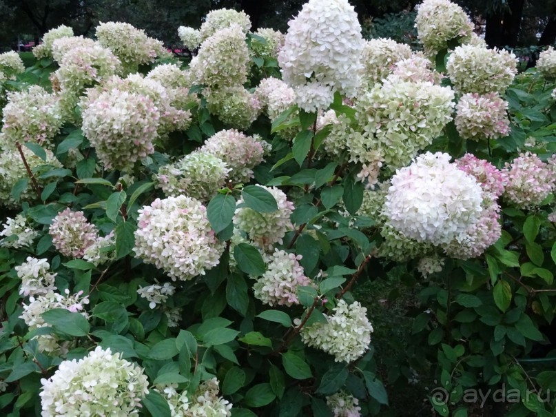 Любимому городу 868 лет. С днем рождения, Москва! 