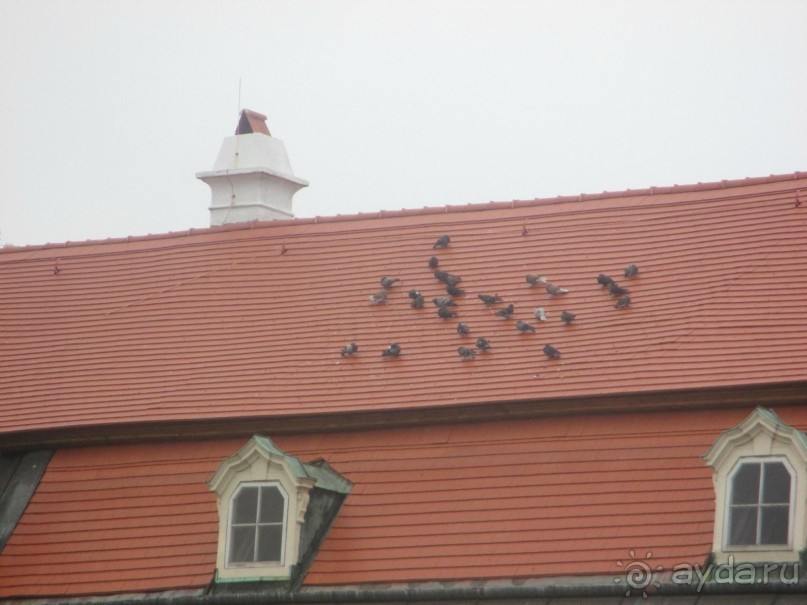 Галопом по Вене. Сентябрь 2013.