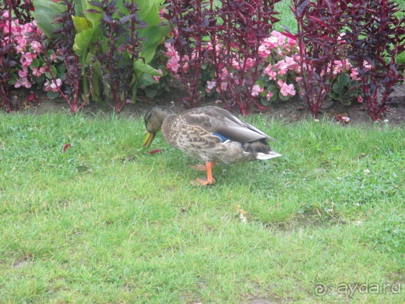 Галопом по Вене. Сентябрь 2013.