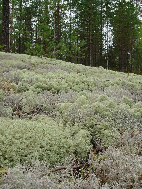 Правильный отдых. На байдарках по Кокшенге.