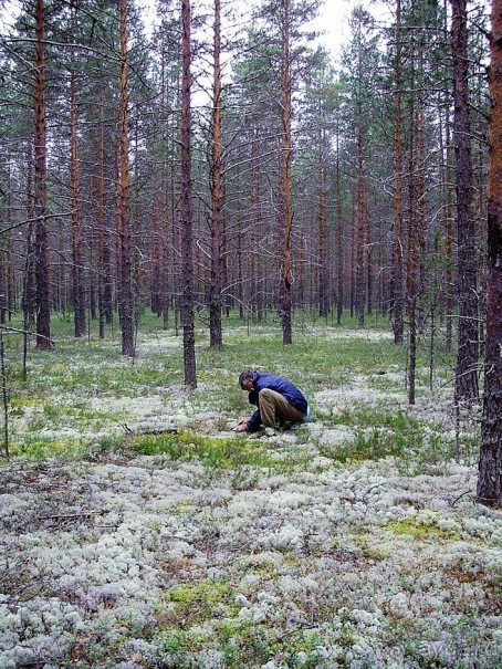 Правильный отдых. На байдарках по Кокшенге.