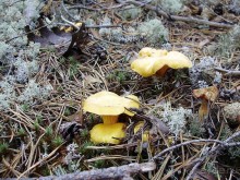 Правильный отдых. На байдарках по Кокшенге.