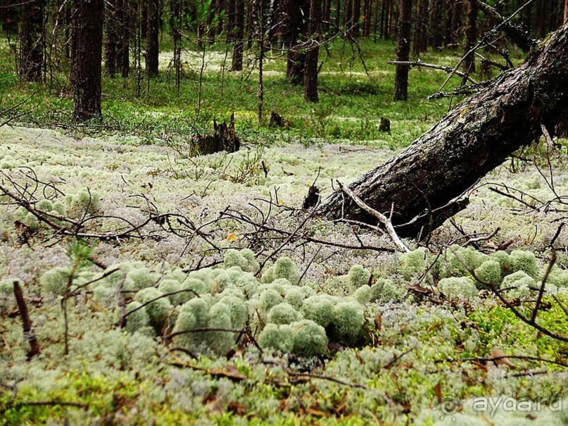 Правильный отдых. На байдарках по Кокшенге.