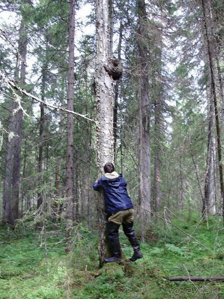 Правильный отдых. На байдарках по Кокшенге.