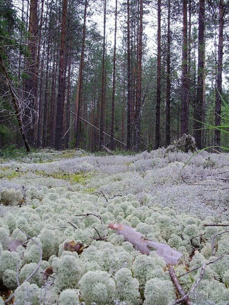 Правильный отдых. На байдарках по Кокшенге.