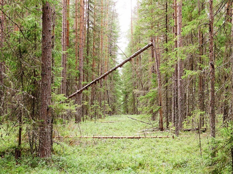 Правильный отдых. На байдарках по Кокшенге.