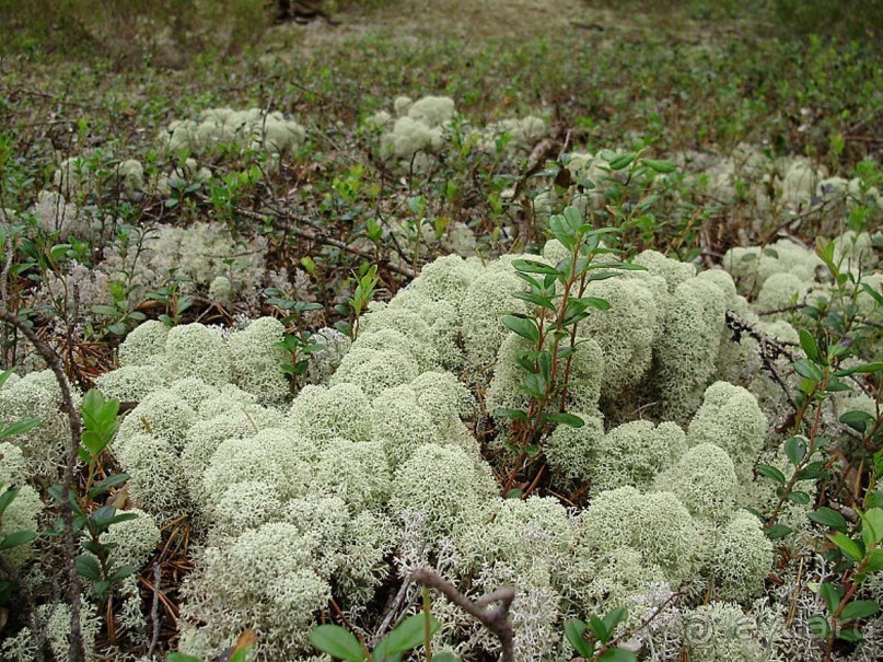 Правильный отдых. На байдарках по Кокшенге.