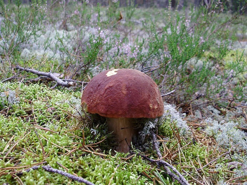 Правильный отдых. На байдарках по Кокшенге.
