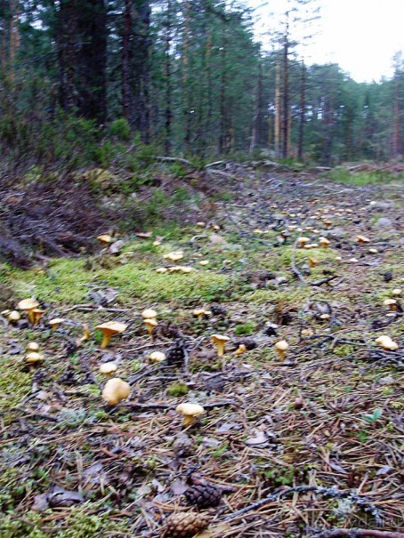 Правильный отдых. На байдарках по Кокшенге.