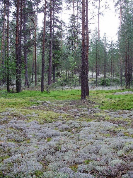 Правильный отдых. На байдарках по Кокшенге.