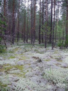 Правильный отдых. На байдарках по Кокшенге.