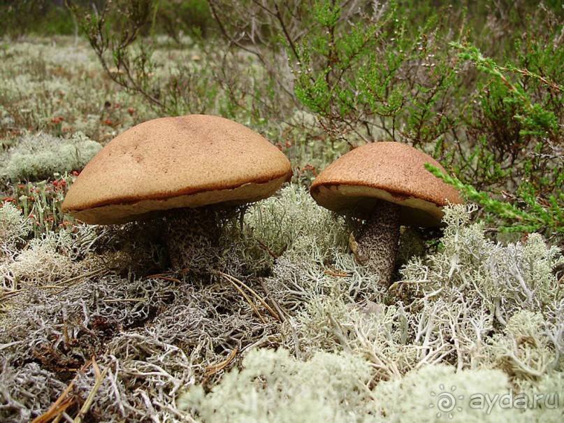 Правильный отдых. На байдарках по Кокшенге.