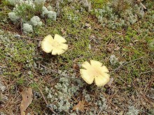 Правильный отдых. На байдарках по Кокшенге.