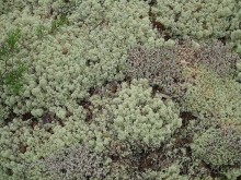 Правильный отдых. На байдарках по Кокшенге.