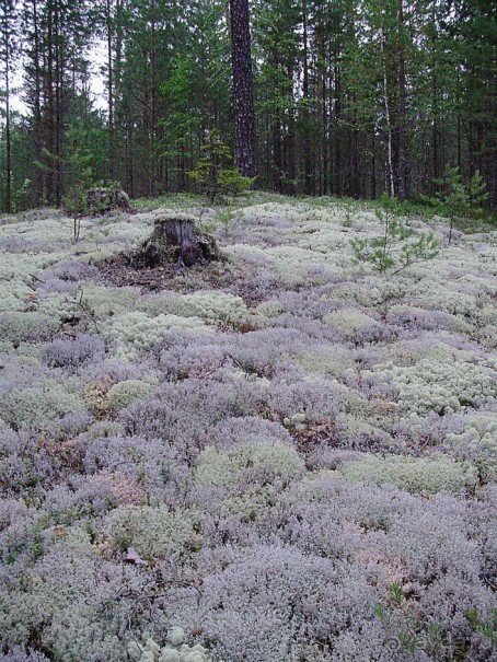 Правильный отдых. На байдарках по Кокшенге.