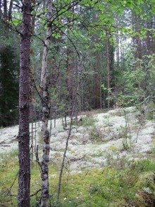 Правильный отдых. На байдарках по Кокшенге.