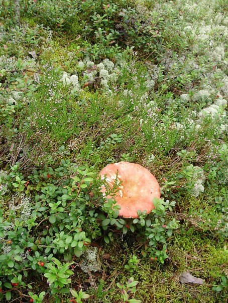 Правильный отдых. На байдарках по Кокшенге.