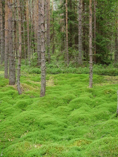 Правильный отдых. На байдарках по Кокшенге.