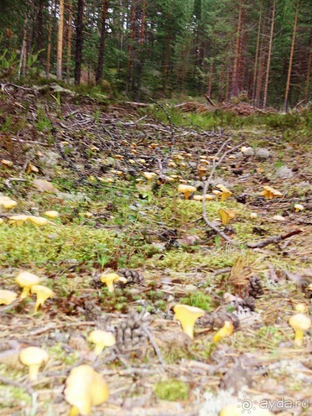 Правильный отдых. На байдарках по Кокшенге.