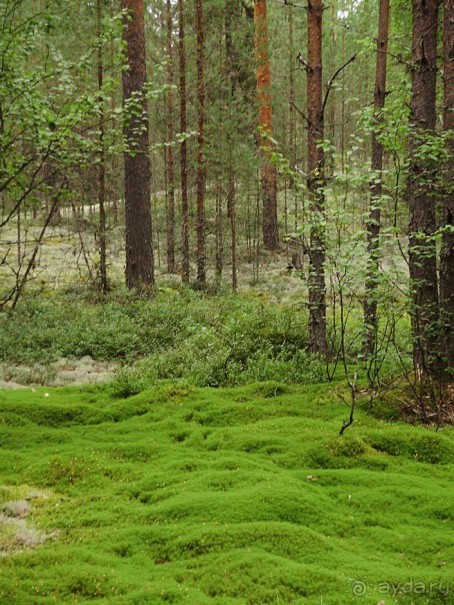 Правильный отдых. На байдарках по Кокшенге.
