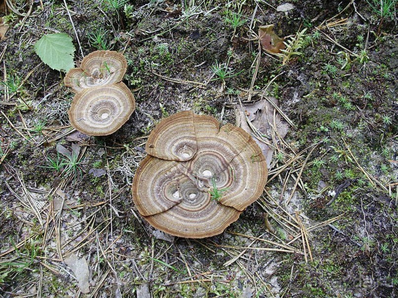 Правильный отдых. На байдарках по Кокшенге. Правильный отдых. На байдарках по Кокшенге.