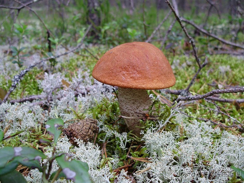 Правильный отдых. На байдарках по Кокшенге.