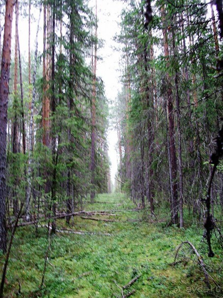 Правильный отдых. На байдарках по Кокшенге. Правильный отдых. На байдарках по Кокшенге.