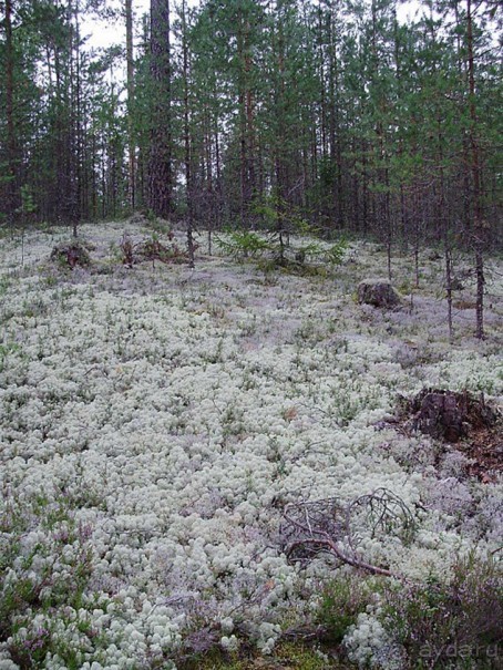 Правильный отдых. На байдарках по Кокшенге.