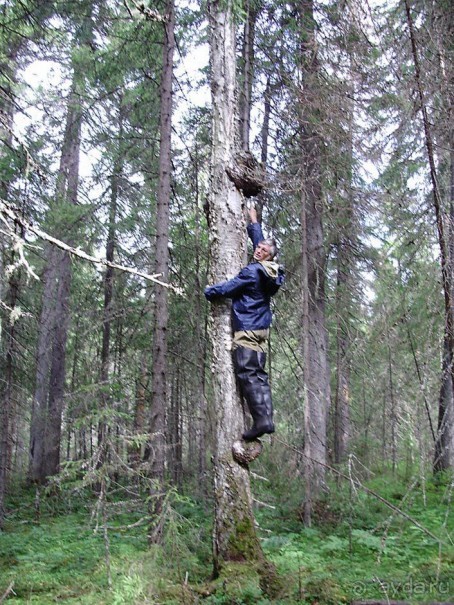 Правильный отдых. На байдарках по Кокшенге.