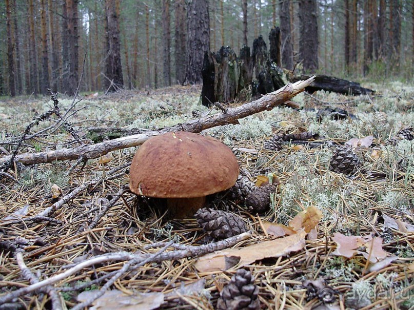 Правильный отдых. На байдарках по Кокшенге.