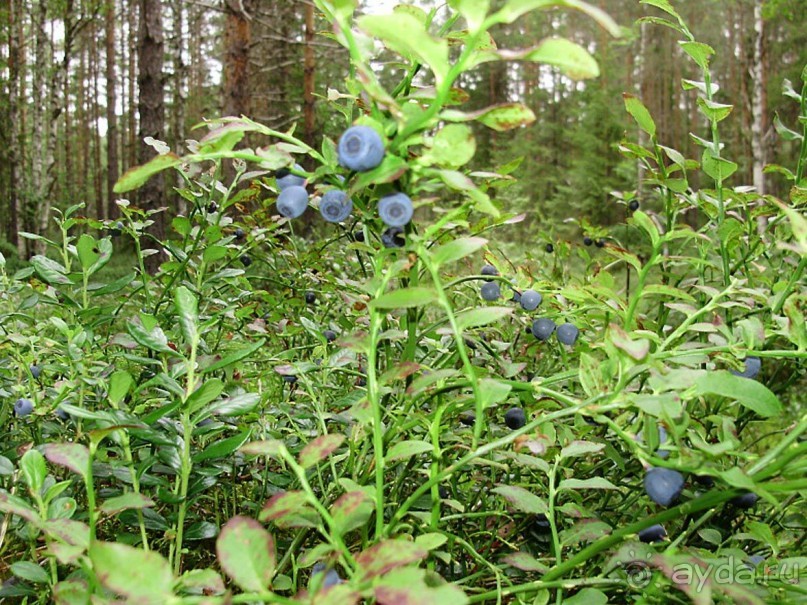 Правильный отдых. На байдарках по Кокшенге.